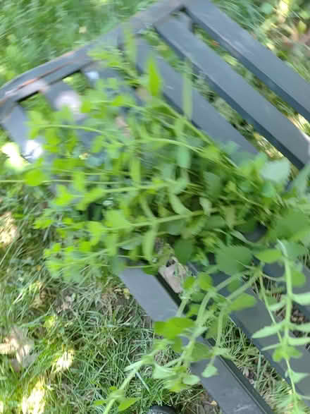 Photo of free Lemon balm (Terry Fox/ Eglinton) #1