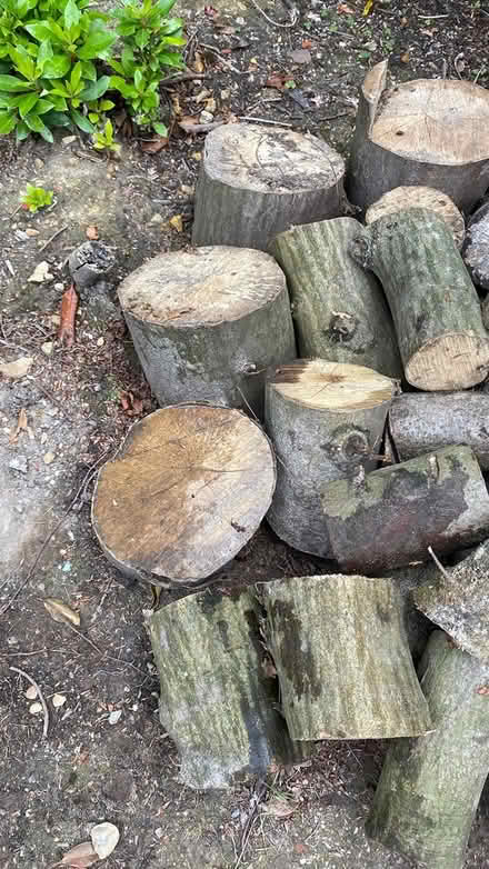 Photo of free Beech logs (Mill Lane crowborough TN6) #2