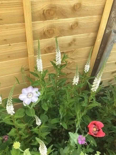 Photo of free White Lysmachia (4 seedlings) (Morden SM4) #1