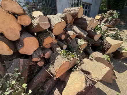 Photo of free Logs and wood chipping (Eastbourne BN21) #1