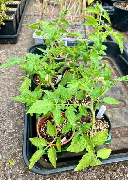 Photo of free Tomato plants (Hatfield AL10) #3