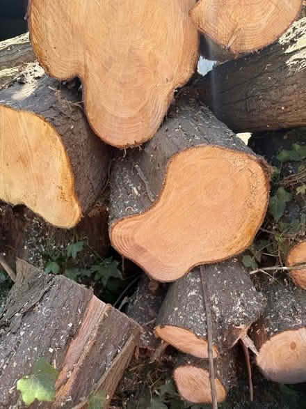 Photo of free Logs and wood chipping (Eastbourne BN21) #2