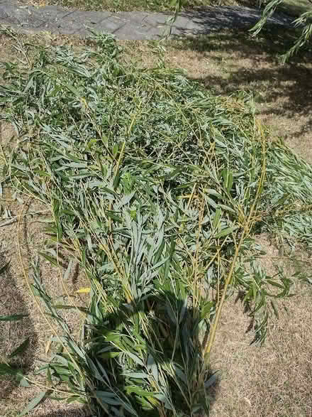 Photo of free Willow tree cuttings - Pokesdown BH5 2AB (Pokesdown BH5) #2