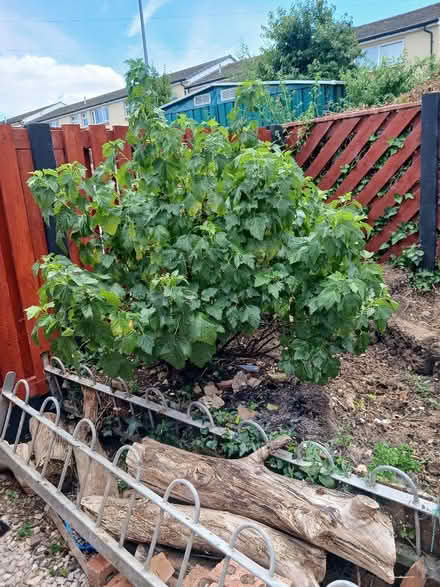 Photo of free large blackcurrant bush (Penmaen Rhos LL29) #1