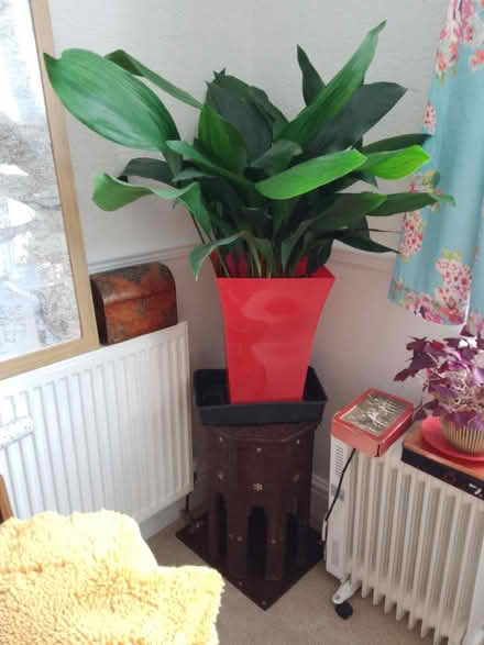 Photo of free Aspidistra (Old Colwyn LL29) #1