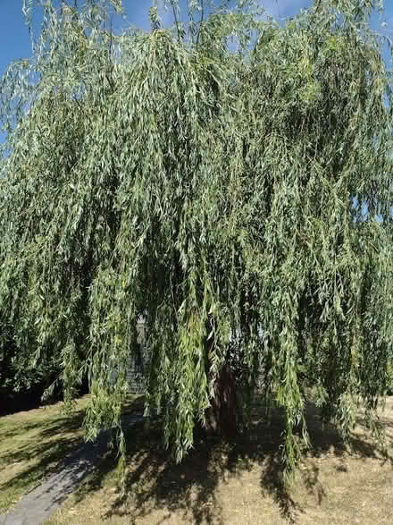 Photo of free Willow tree cuttings - Pokesdown BH5 2AB (Pokesdown BH5) #1