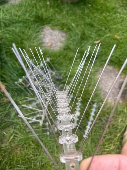 Photo of free Anti bird spikes to deter pigeons etc (Hertford Heath SG13) #3