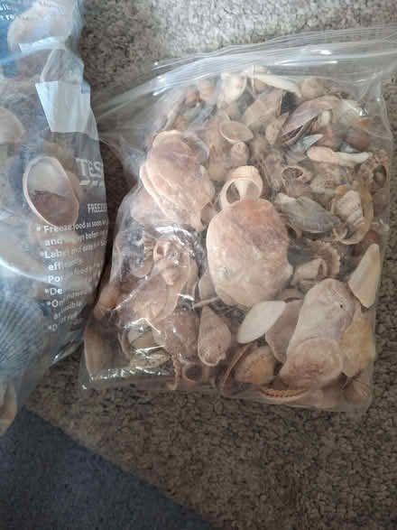 Photo of free Large quantity of various seashells (Appleby-in-Westmorland CA16) #3
