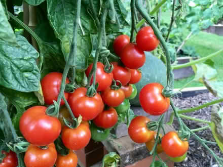 Photo of free Tomato plants (Hatfield AL10) #2