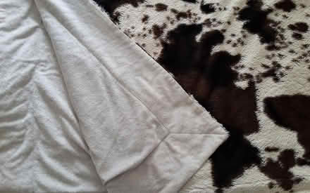 Photo of free Fluffy blanket cowskin pattern (South Acton) #1