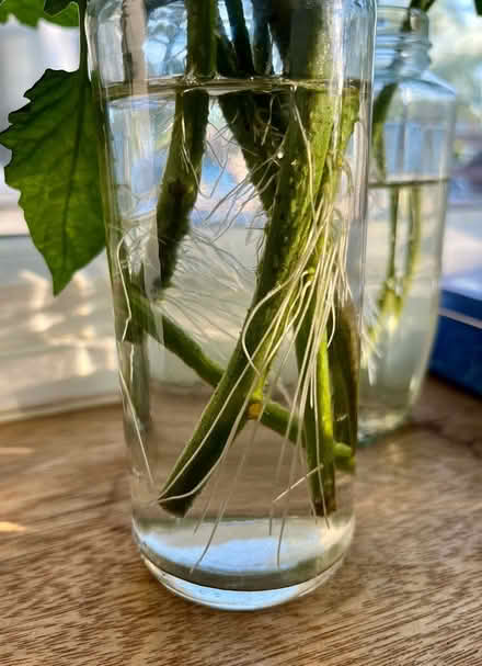 Photo of free Tomato plants (Hatfield AL10) #4