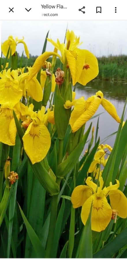 Photo of free Yellow flag iris roots (Ellesmere Port CH65) #1