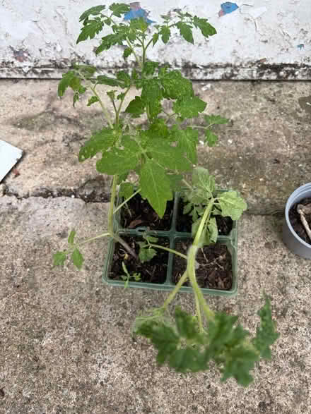 Photo of free Tray of 4 tomato plants (Westbury BA13) #1