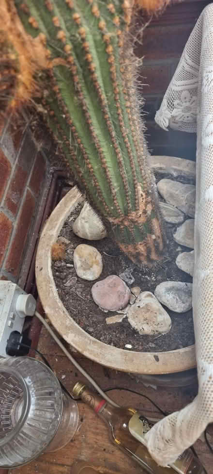 Photo of free Cactus plant (L9) #2