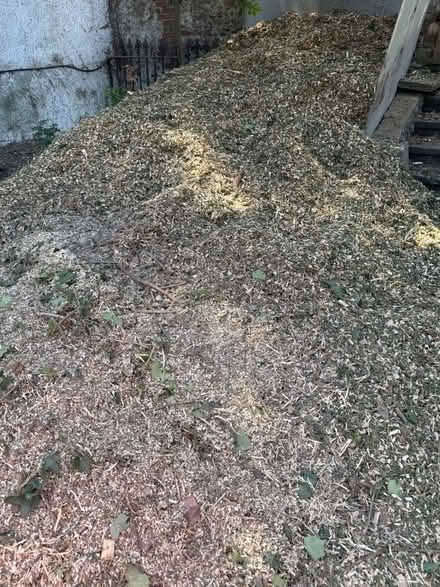 Photo of free Logs and wood chipping (Eastbourne BN21) #3