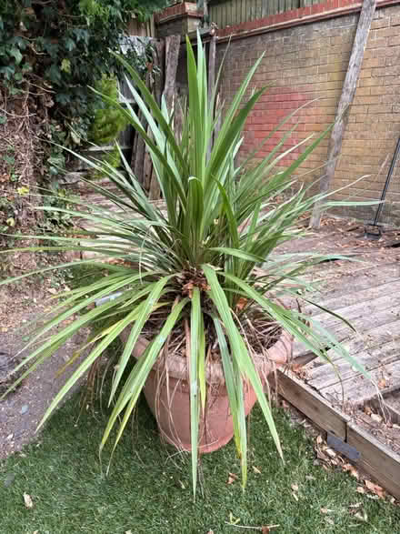 Photo of free Large mature Shrub (HP15 Hazlemere) #1