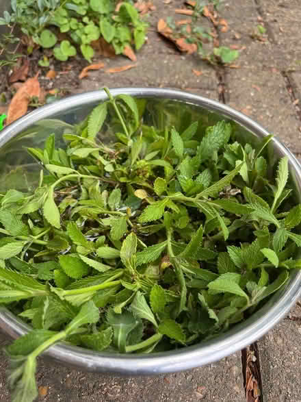 Photo of free Purple verbana seedlings (Maidenhead SL6) #1