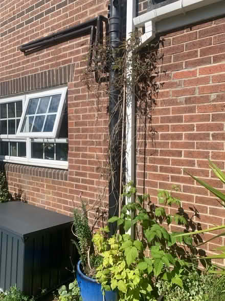 Photo of free clematis plant (North walbottle NE5) #2