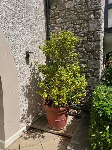 Photo of free Two large Camelias in pots (Arnside LA5) #2