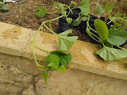 Photo of free Melon plants (6) (Welwyn AL6) #1