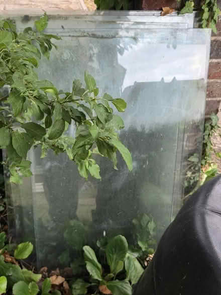 Photo of free 6 x greenhouse glass panes (Epsom KT18) #2