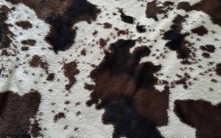 Photo of free Fluffy blanket cowskin pattern (South Acton) #2