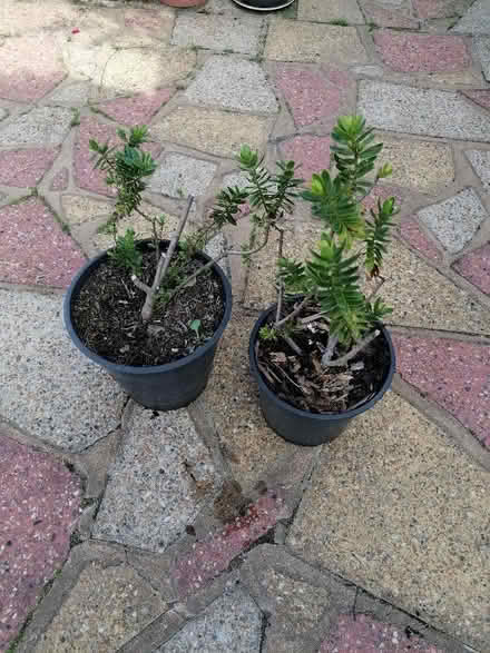 Photo of free Hebes (Langney BN23) #1