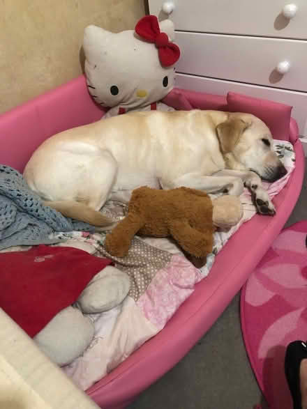 Photo of free hot pink Xxl Dog bed (Whins of Milton FK7) #2