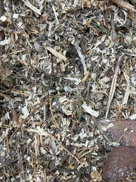 Photo of free Logs and wood chipping (Eastbourne BN21) #4
