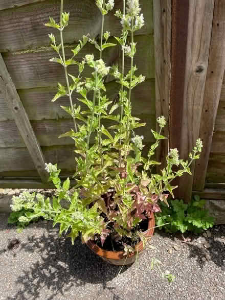 Photo of free Catnip plant (Warden Hill GL51) #1