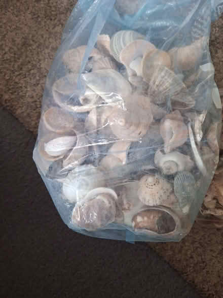 Photo of free Large quantity of various seashells (Appleby-in-Westmorland CA16) #2
