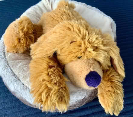Photo of free Large Cuddly Floppy Dog (Kendal LA9) #1