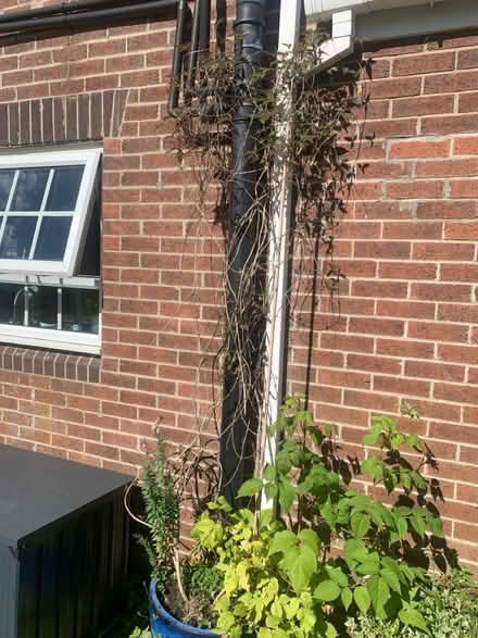 Photo of free clematis plant (North walbottle NE5) #1