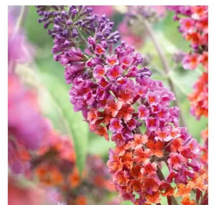 Photo of Buddleia cuttings (Hoddesdon) #1