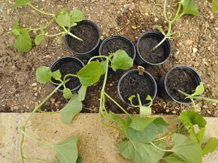 Photo of free Melon plants (6) (Welwyn AL6) #3