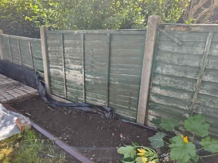 Photo of free Fence panels 4foot (Presteigne LD8) #1