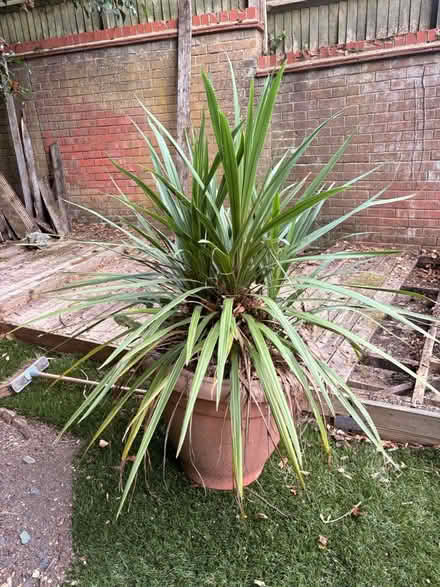Photo of free Large mature Shrub (HP15 Hazlemere) #2