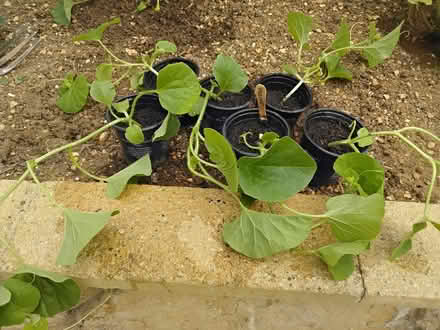Photo of free Melon plants (6) (Welwyn AL6) #2