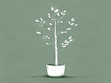 Photo of free A silver birch sapling (Brookman's Park AL9) #1