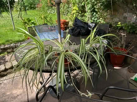 Photo of free Spider plants (Cotham BS6) #1