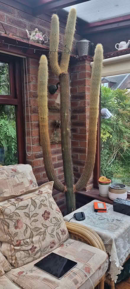 Photo of free Cactus plant (L9) #1