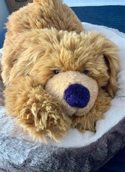 Photo of free Large Cuddly Floppy Dog (Kendal LA9) #2