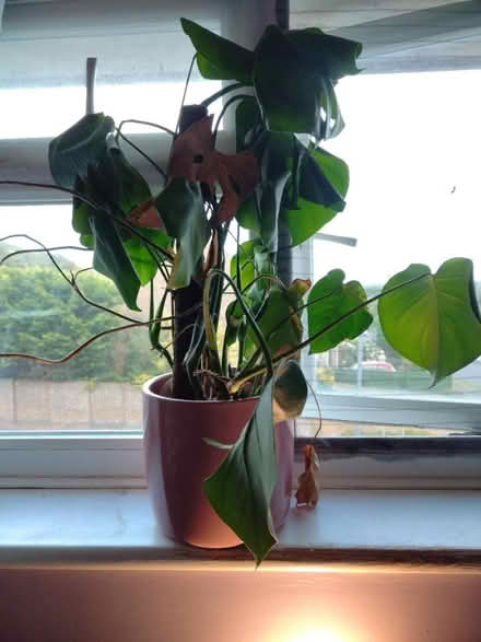 Photo of free Monstera (Peacehaven, BN10) #1