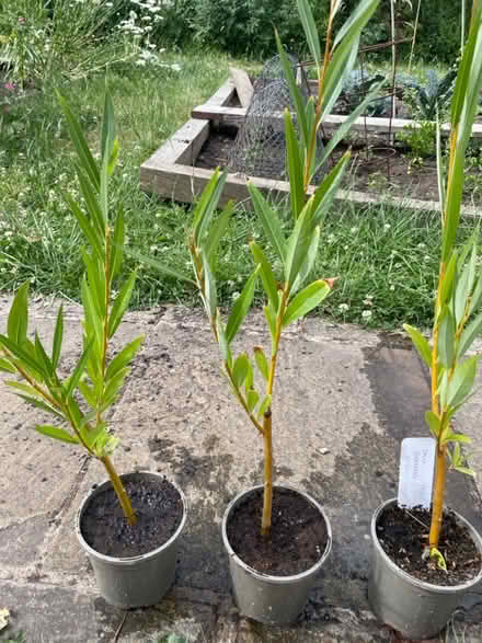 Photo of free Willow - from cuttings (WR13 Berrow) #1