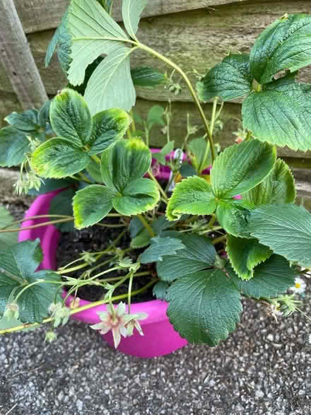 Photo of free White fruiting strawberry plant (will fruit next year) (Warden Hill GL51) #1