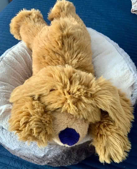 Photo of free Large Cuddly Floppy Dog (Kendal LA9) #3