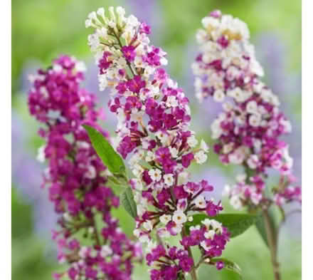 Photo of Buddleia cuttings (Hoddesdon) #2