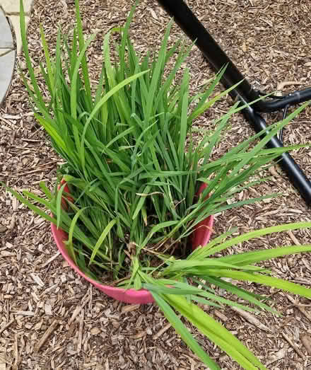 Photo of free Crocosmias (Oldends Farm GL10) #1