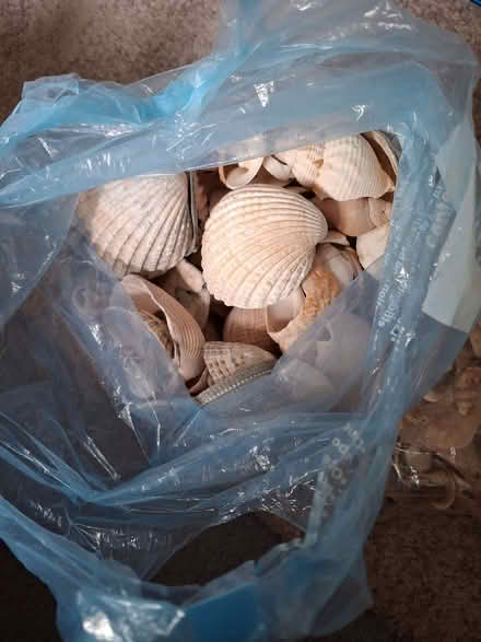 Photo of free Large quantity of various seashells (Appleby-in-Westmorland CA16) #1