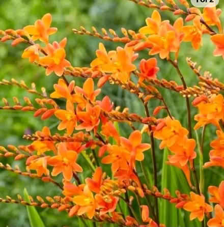 Photo of free Crocosmias (Oldends Farm GL10) #2